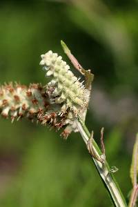 Image of Pterocaulon pycnostachyum