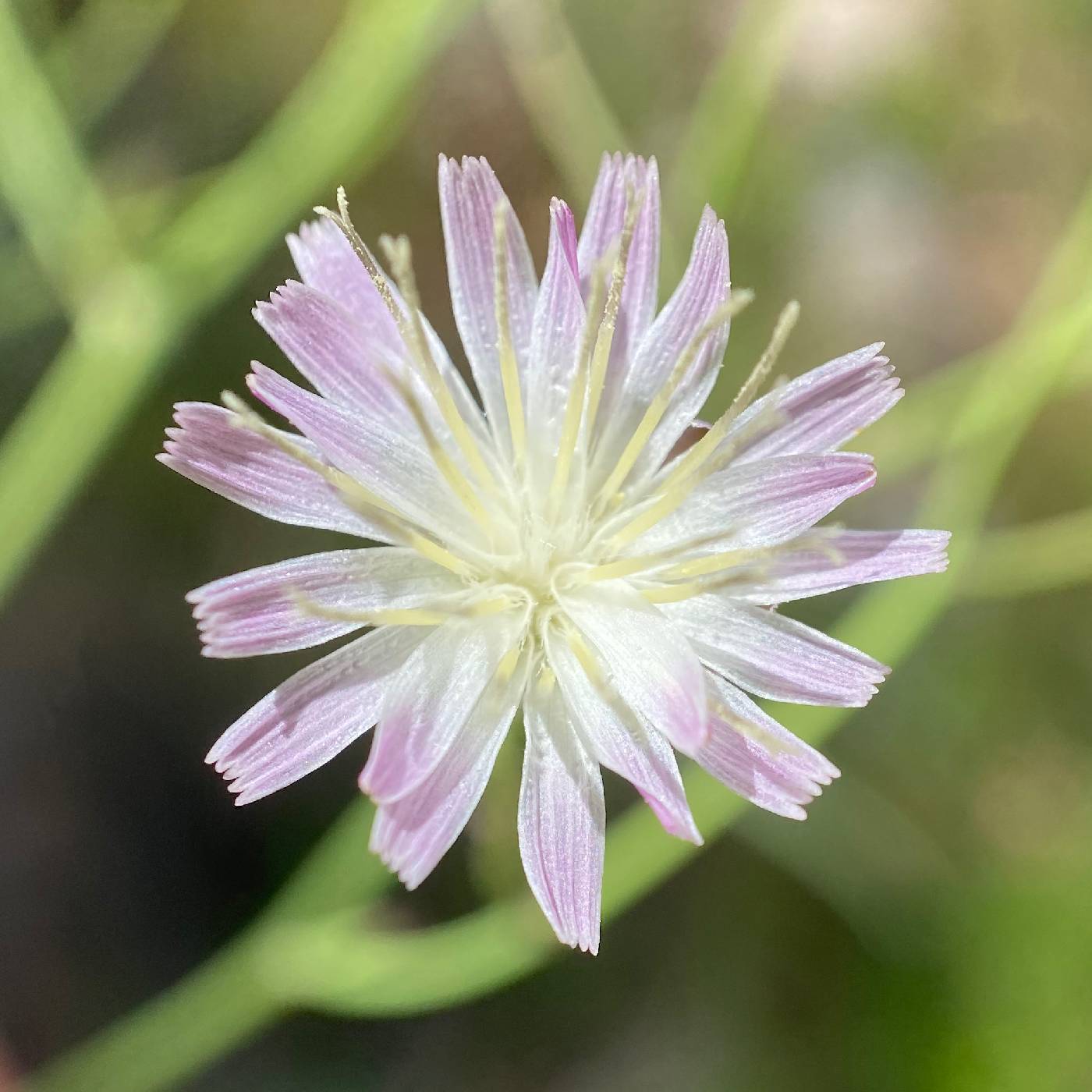 Hieracium carneum image