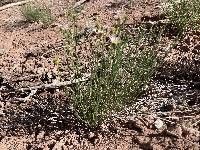 Erigeron rhizomatus image