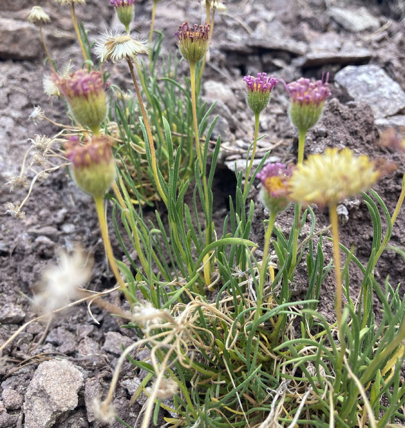 Erigeron sivinskii image