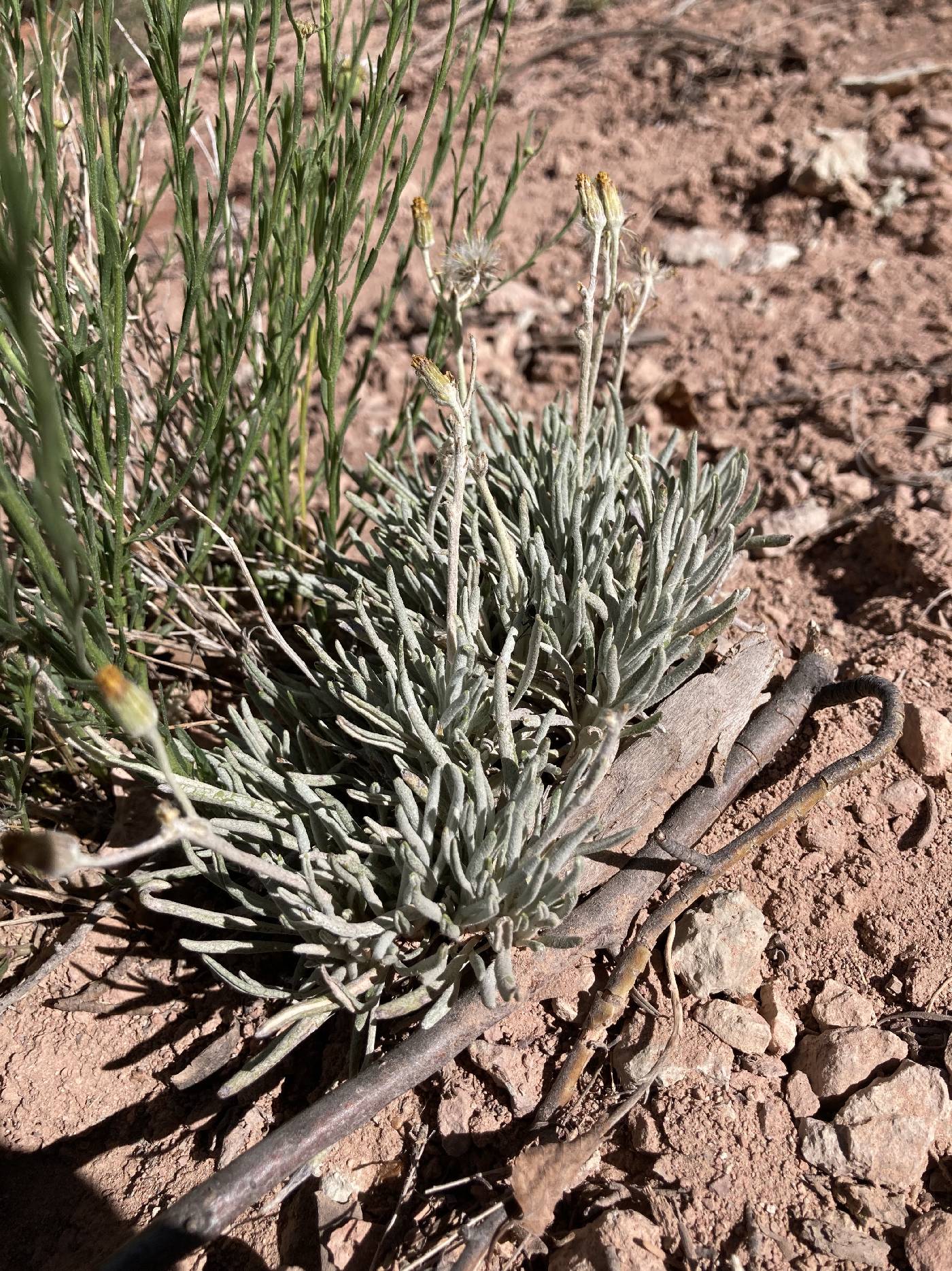 Senecio cliffordii image