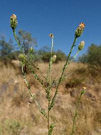 Adenophyllum porophyllum image