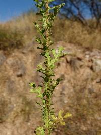 Adenophyllum porophyllum image