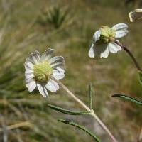 Melampodium leucanthum image