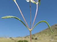 Melampodium leucanthum image