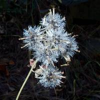 Brickellia grandiflora image