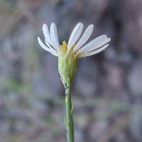 Chloracantha spinosa image