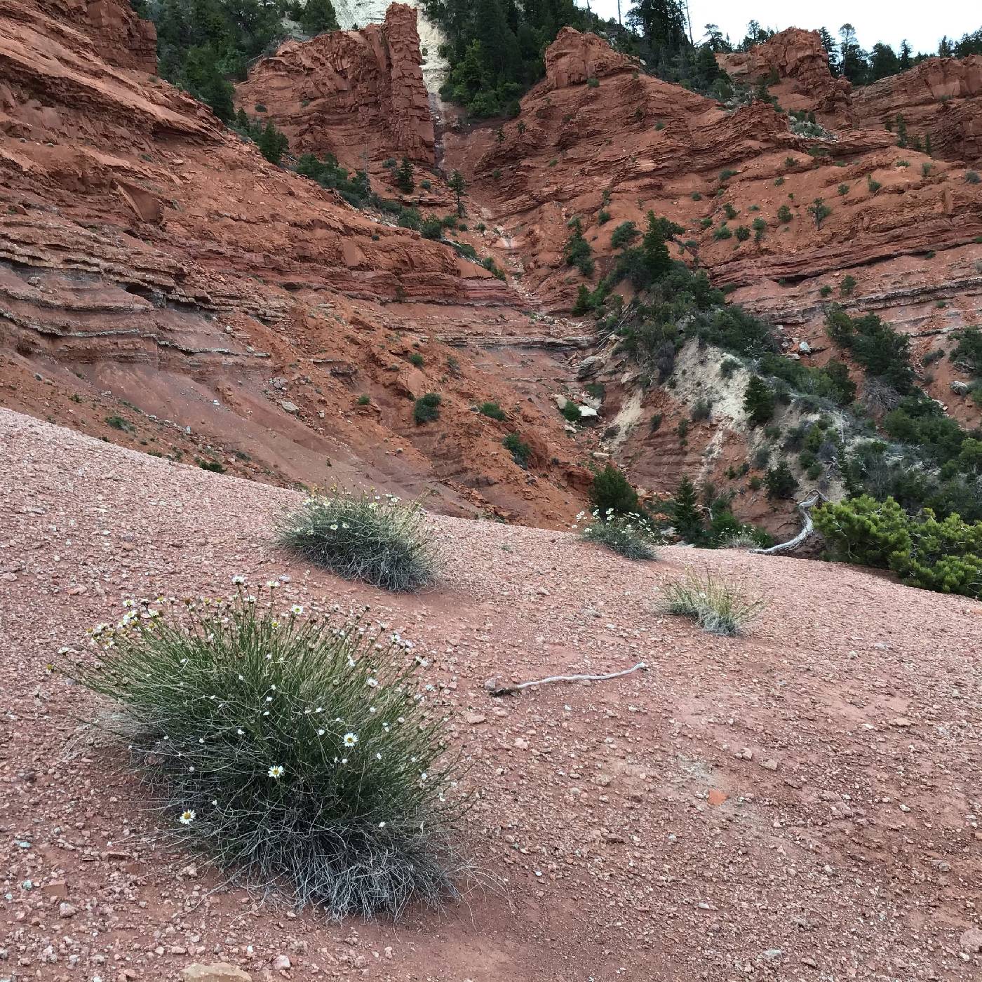 Erigeron rhizomatus image