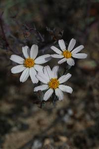 Image of Nicolletia trifida