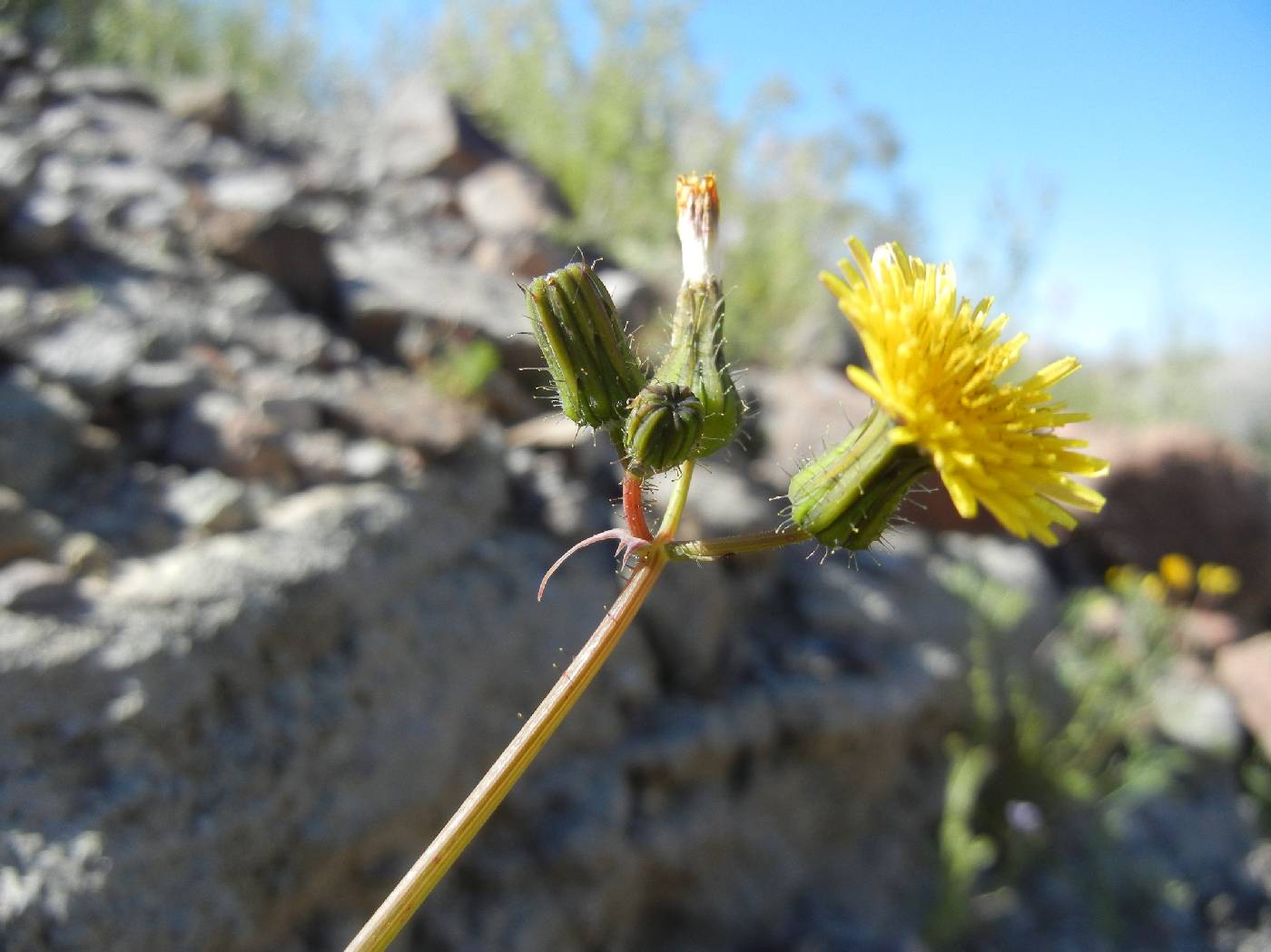 Sonchus tenerrimus image