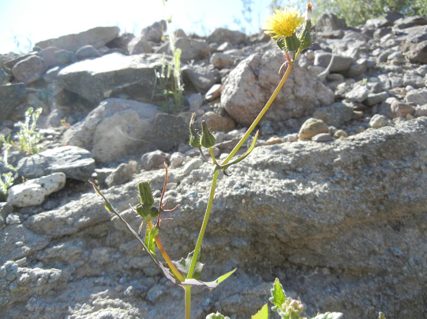 Sonchus tenerrimus image