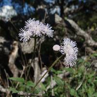 Image of Ageratum corymbosum