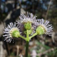 Ageratum corymbosum image