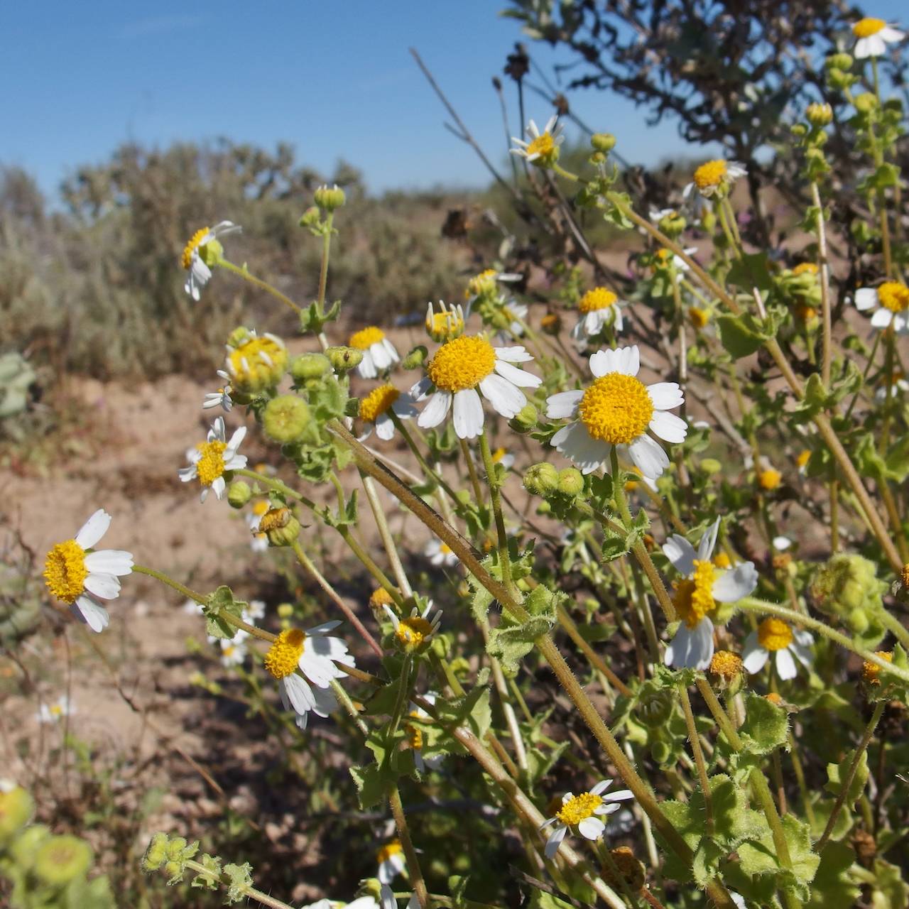 Amauria brandegeeana image