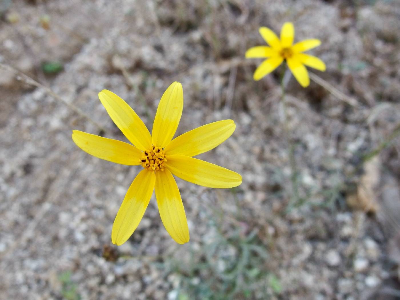 Bidens xanti image