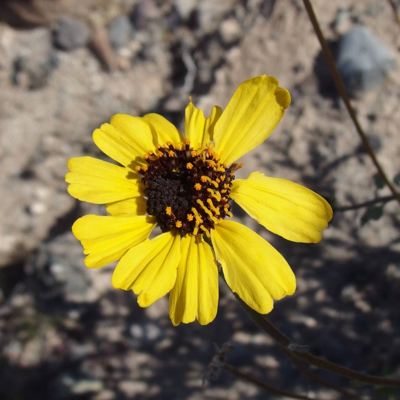 Encelia asperifolia image