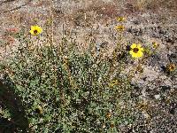 Encelia asperifolia image