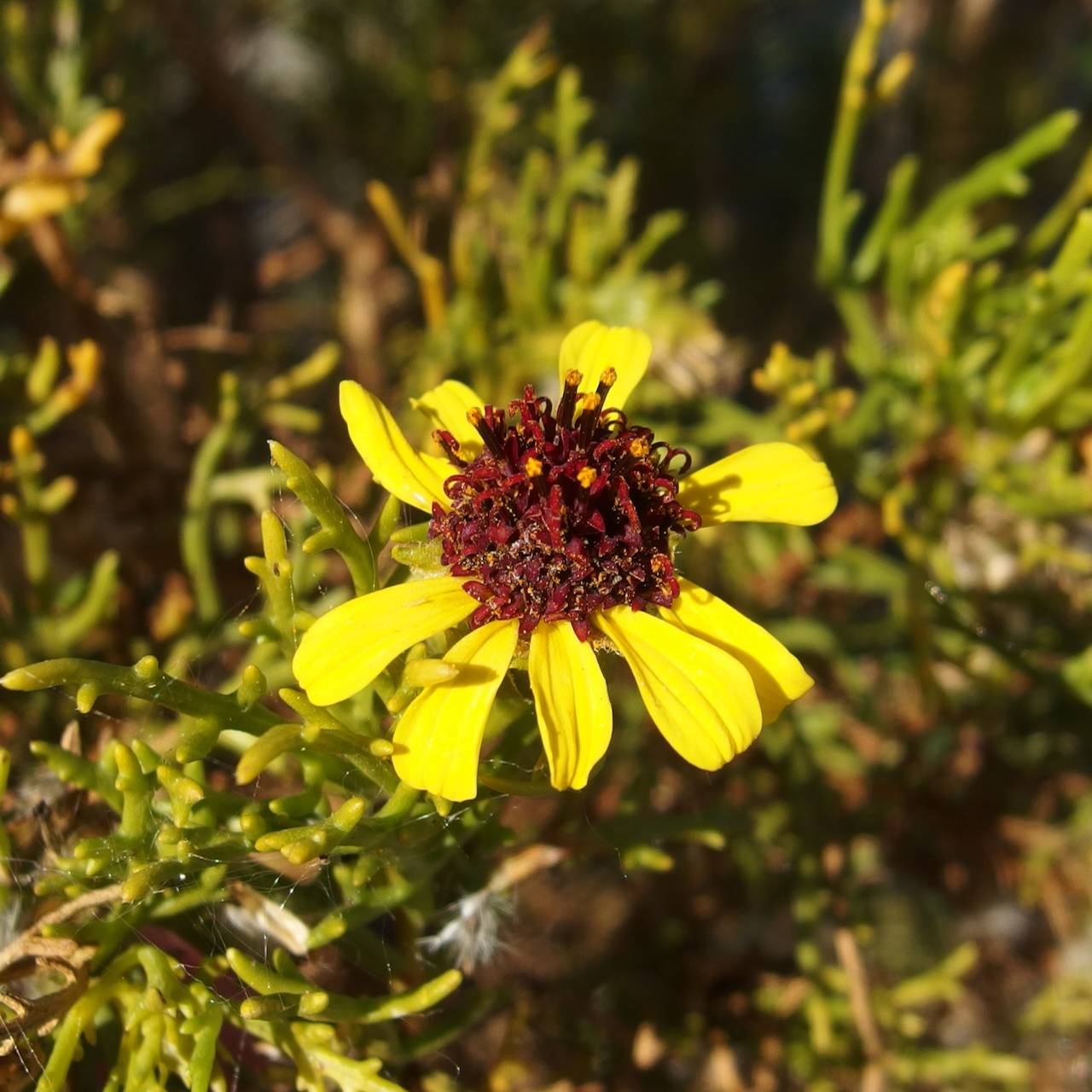 Encelia ventorum image