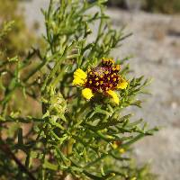 Encelia ventorum image