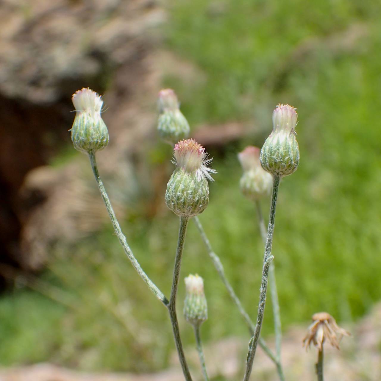 Laennecia eriophylla image