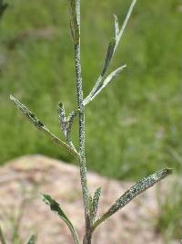 Laennecia eriophylla image