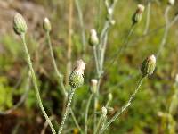 Laennecia eriophylla image