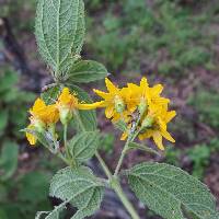 Lasianthaea fruticosa var. alamosana image