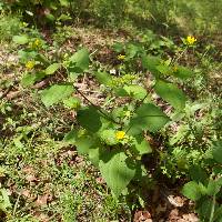 Melampodium perfoliatum image