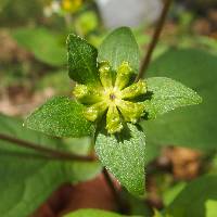 Melampodium perfoliatum image