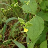 Milleria quinqueflora image