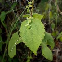 Milleria quinqueflora image