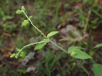 Milleria quinqueflora image