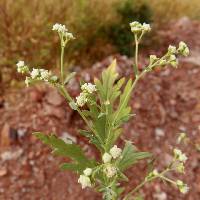 Image of Parthenium hysterophorus