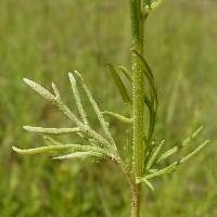 Schkuhria pinnata image