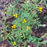 Tagetes triradiata image