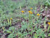 Tagetes triradiata image