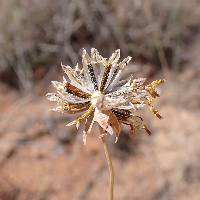 Thelesperma megapotamicum image