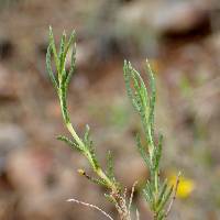 Thymophylla acerosa image