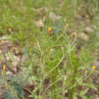 Schkuhria pinnata image