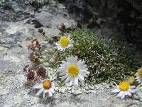 Image of Erigeron heliographis