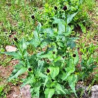 Rudbeckia occidentalis image