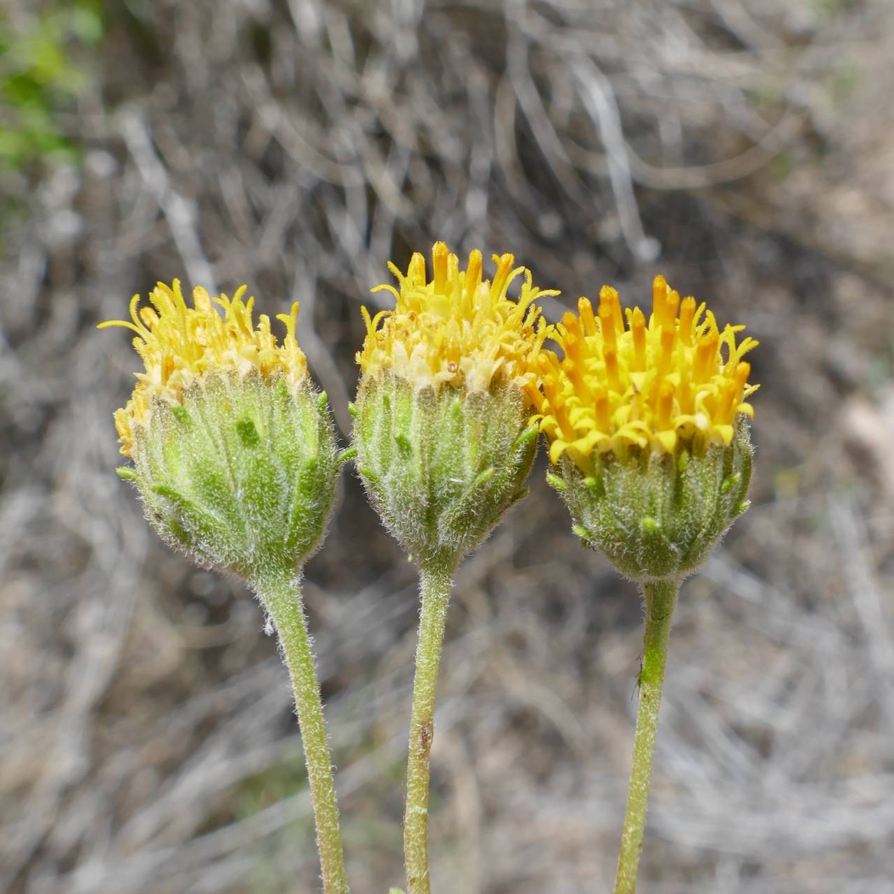 Encelia frutescens image