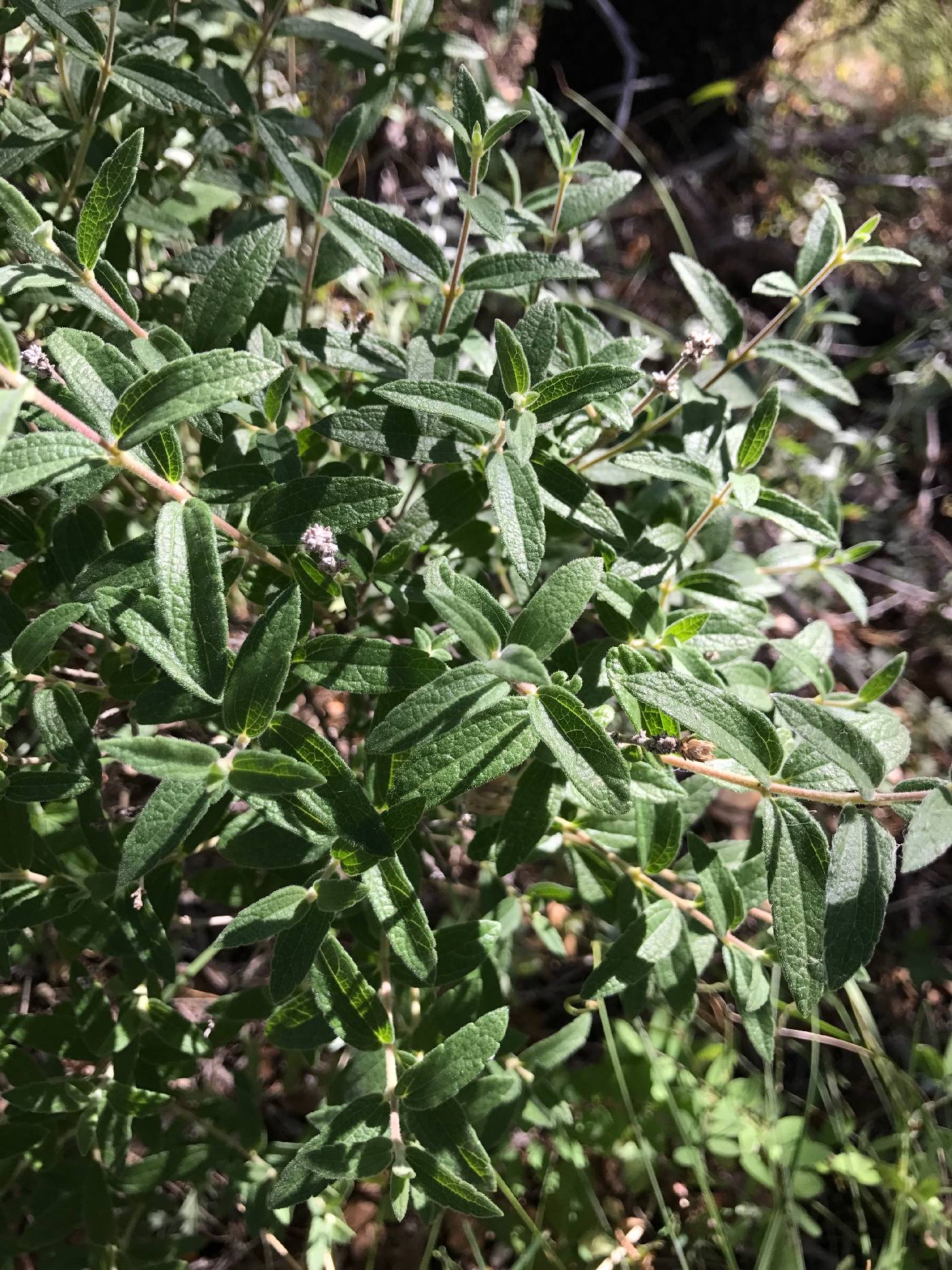 Brickellia pringlei image