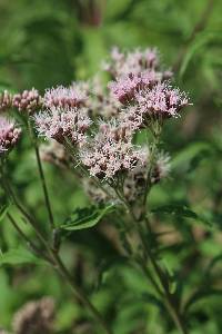 Image of Eupatorium cannabinum