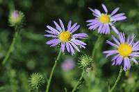 Machaeranthera tanacetifolia image