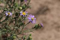 Machaeranthera tanacetifolia image