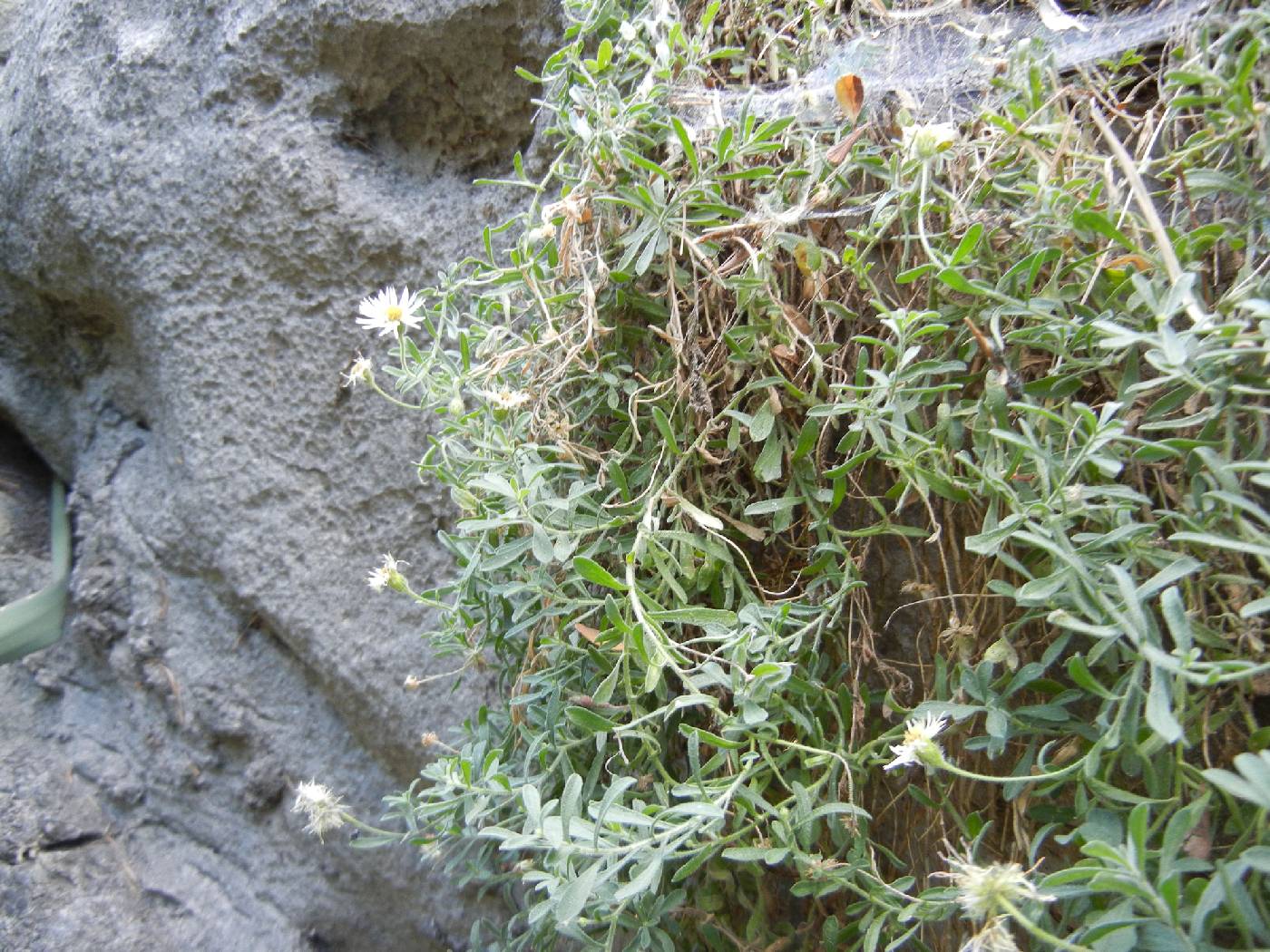 Erigeron lemmonii image