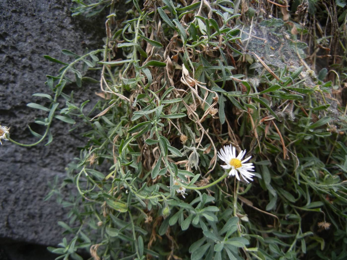 Erigeron lemmonii image