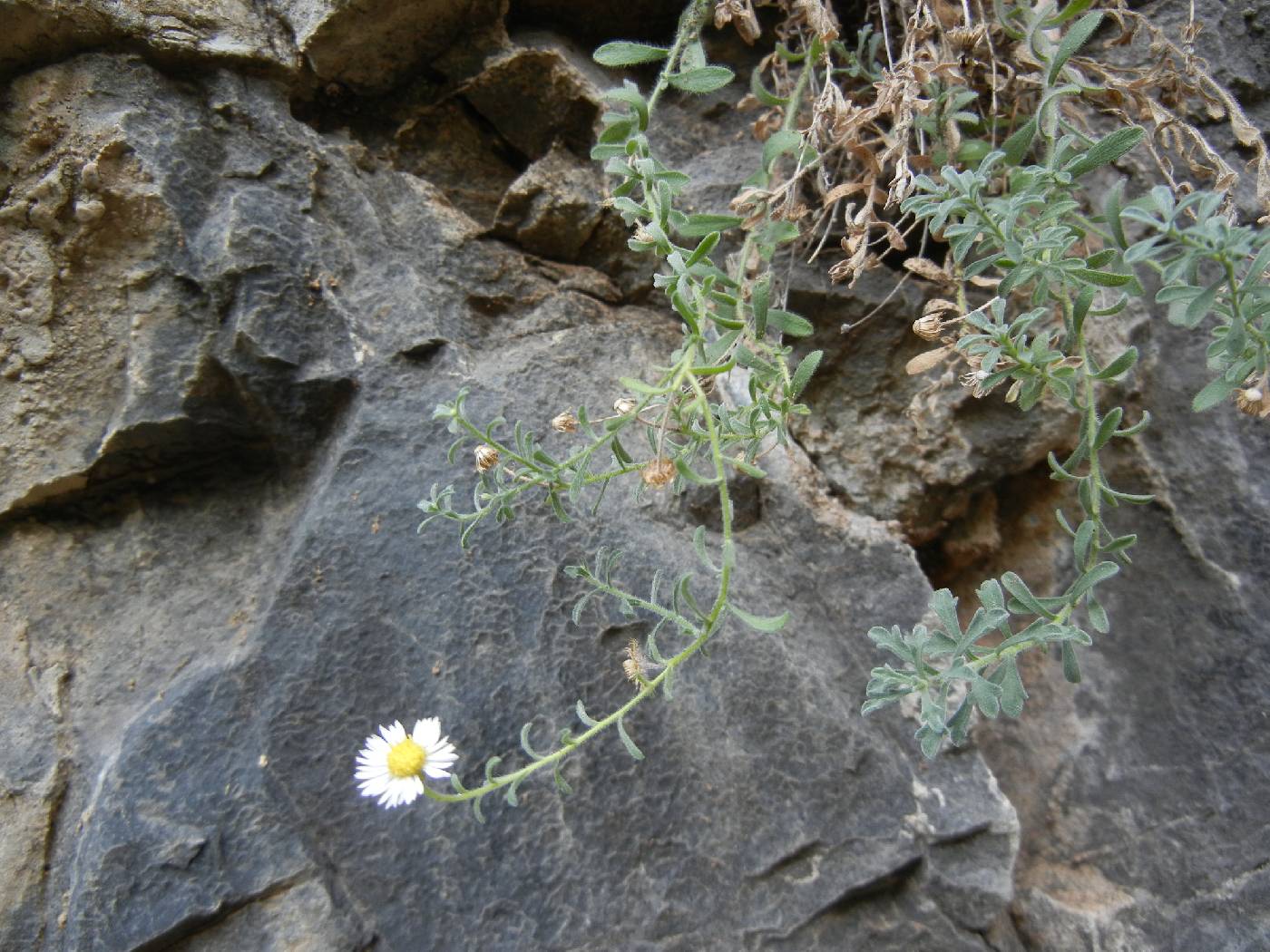 Erigeron lemmonii image