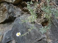 Erigeron lemmonii image